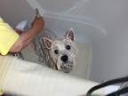 Bitty in the tub