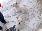 Bitty and Totty in the snow