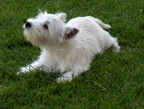 puppy on the grass