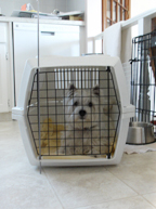 senior puppy in her crate