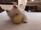 playing with a yellow ball