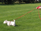 Bitty tracking