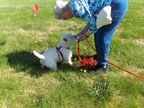 Westie en pistage