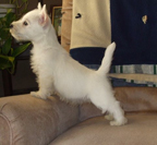 Tootsie à huit mois